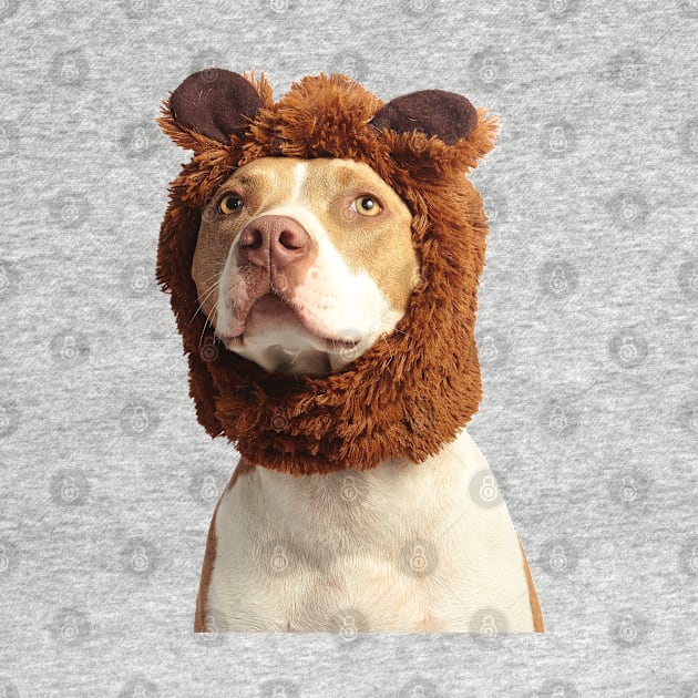 Photograph of cute brown and white american pit bull terrier wearing brown costume by keeplooping